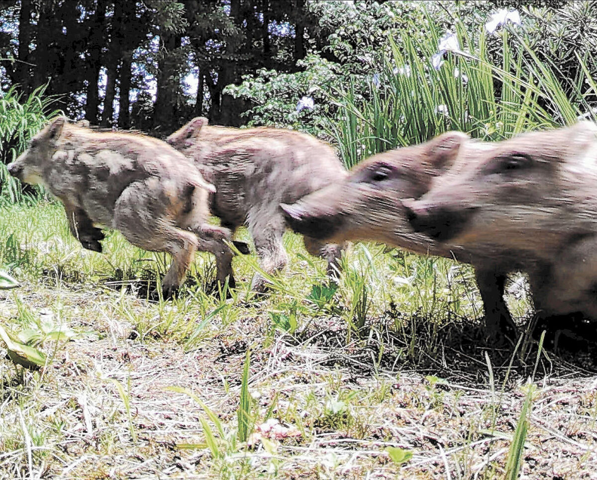 実りの山廃れ 里へ迫る 東北 拡大する野生動物被害 １ 河北新報オンラインニュース Online News