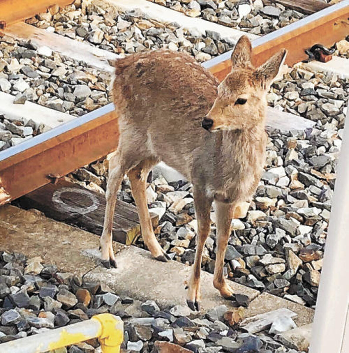 衝突回避へ 多重防護 東北 拡大する野生動物被害 ２ 河北新報オンラインニュース Online News