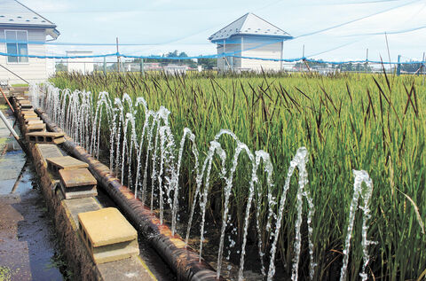 アングル宮城＞大崎・宮城県古川農業試験場 水稲開発挑み１００年 