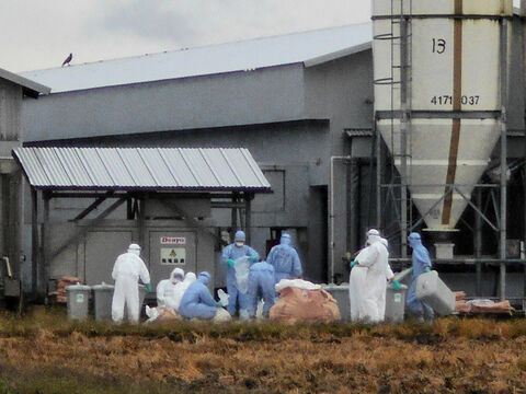 横手の養鶏場で鳥インフル １４万羽を殺処分へ 国内で今季初 河北新報オンラインニュース Online News