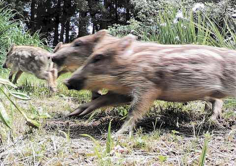 イノシシわな形状変更案に待った 宮城の猟師 駆除できなくなる 河北新報オンラインニュース Online News