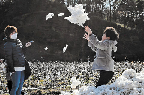 綿摘み体験 まるで雪 東松島で２年ぶり収穫祭 河北新報オンラインニュース Online News