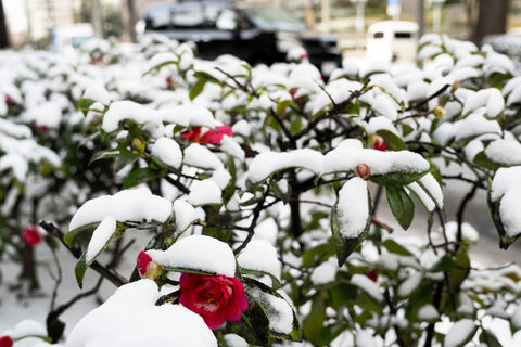 初日の出、仙台で見られる？ 年末年始、曇りがちで寒い日続く  河北 