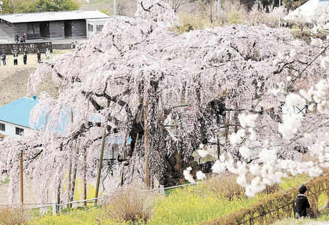 三春滝桜」のロゴマーク決定 天然記念物指定１００年 | 河北新報オンラインニュース / ONLINE NEWS