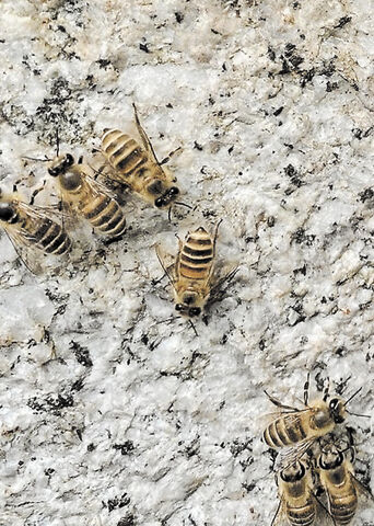 在来種ニホンミツバチに危機 寄生ダニや残留農薬で激減の恐れ 河北新報オンライン