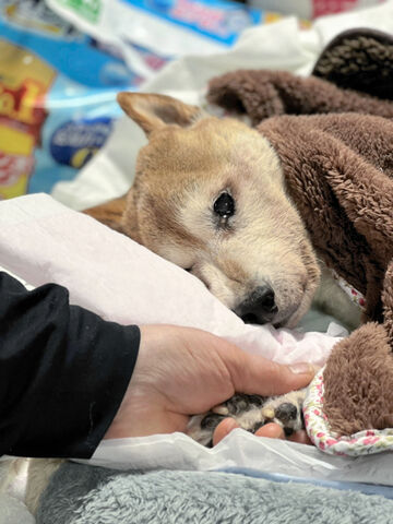 おばあちゃん犬の最期 目には光るものが 河北新報オンラインニュース Online News