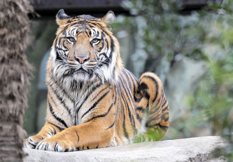 希少トラ誕生なるか 仙台 八木山動物公園 繁殖の実績重ねる 河北新報オンラインニュース Online News