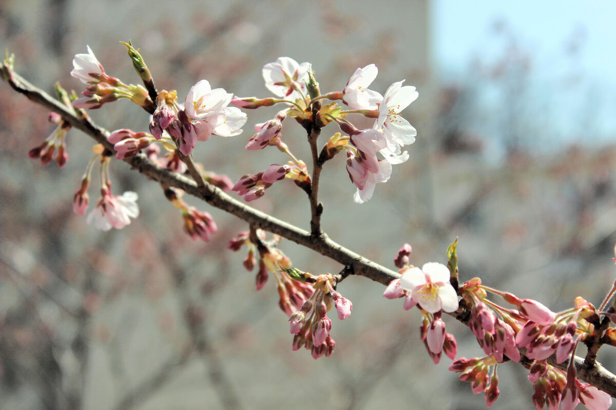 一足早くサクラサク 仙台大の エドヒガン 開花 河北新報オンライン