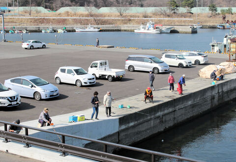 釜石の漁港にイワシの大群 どんどん釣れる 夕飯の唐揚げに 河北新報オンラインニュース Online News