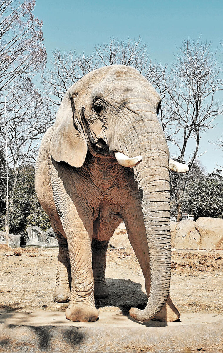 ゾウの花子 繁殖実らず古里秋田へ 仙台 八木山動物公園 河北新報オンラインニュース Online News