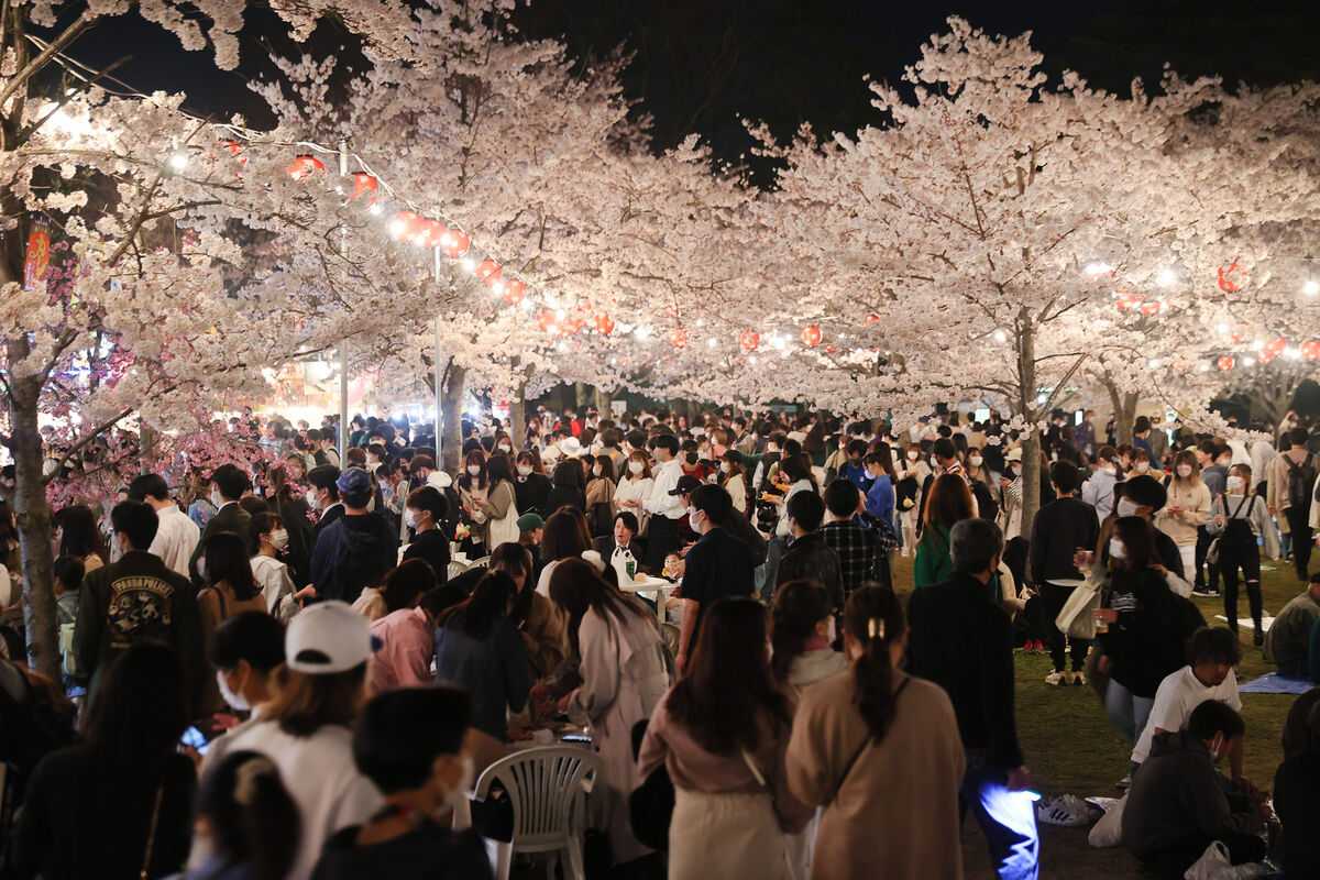 仙台の桜満開 花見客で西公園大混雑 出店ずらり 大声で酔客はしゃぐ 河北新報オンライン