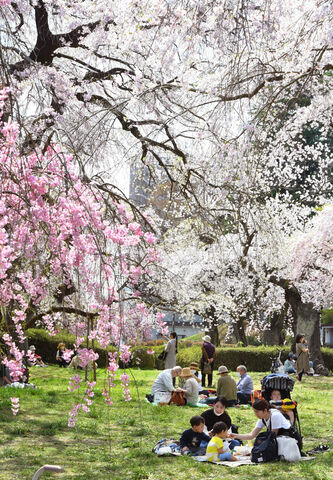 榴岡公園で桜満開 ３年連続でまつり中止 静かな花見 河北新報オンラインニュース Online News