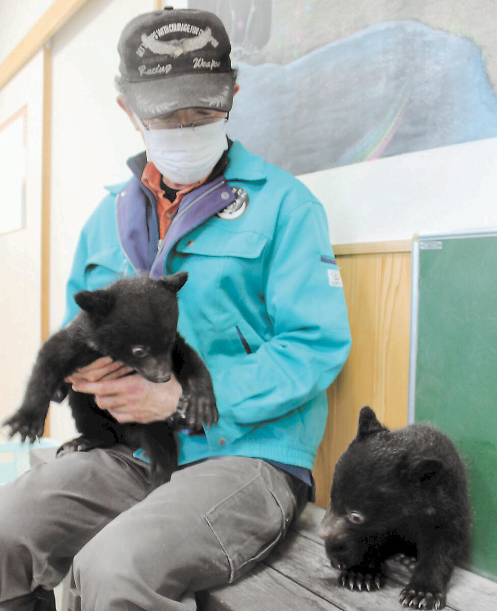 ツキノワグマの双子の赤ちゃんすくすく 北秋田「くまくま園」きょうから公開 | 河北新報オンライン