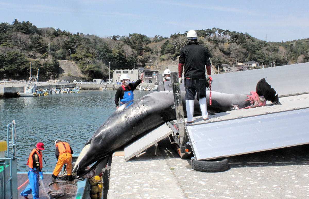 ミンククジラ漁で共同操業 宮城 和歌山３事業者 商業捕鯨効率化 河北新報オンラインニュース Online News