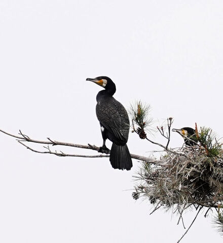 カワウ被害 宮城 蔵王の渓流にも 釣り堀のマス 放流イワナ狙う 河北新報オンラインニュース Online News