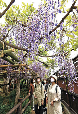 鮮やかな紫 甘く香る 仙台 子平町の藤 一般公開 河北新報オンラインニュース Online News