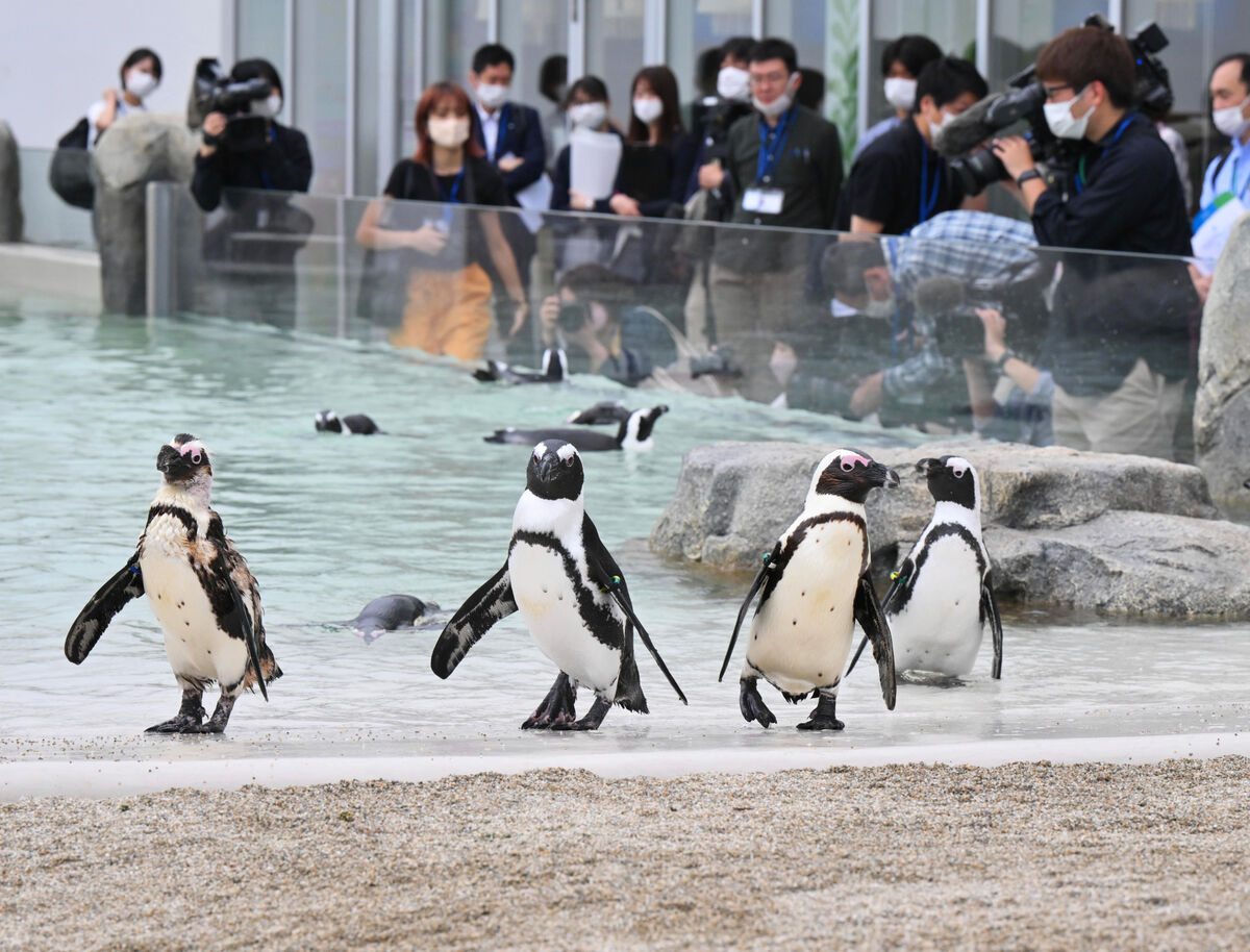 仙台・うみの杜水族館、ペンギンの新施設きょうオープン | 河北新報