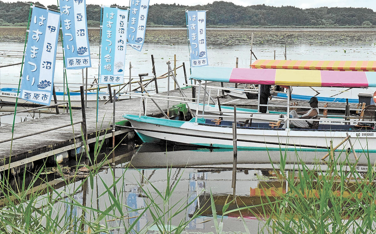 宮城 伊豆沼 はすまつり 花水没の若柳会場 遊覧船運航 乗船希望の声届き決定 河北新報オンライン