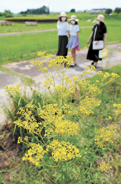 炎天下に小さな秋 仙台で３５ ５度観測 厳しい暑さ戻る 河北新報オンラインニュース Online News