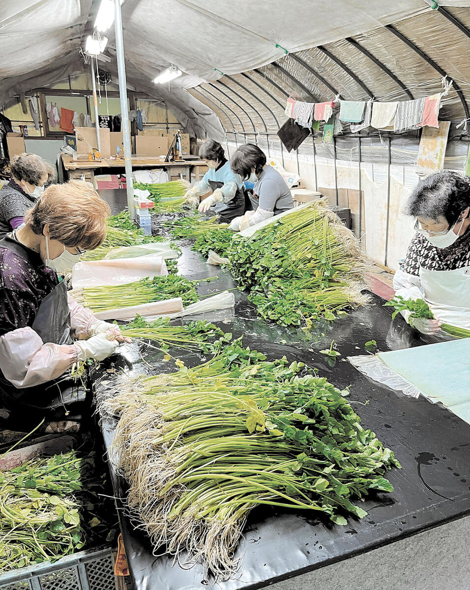 いしのまき食探見＞河北せり 清流が育む香りと食感 | 河北新報