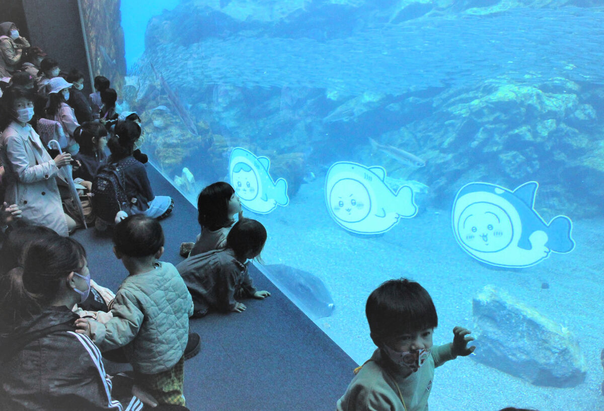 あのキャラが泳ぐ！「ちいかわ水族館」仙台・うみの杜で開催 | 河北