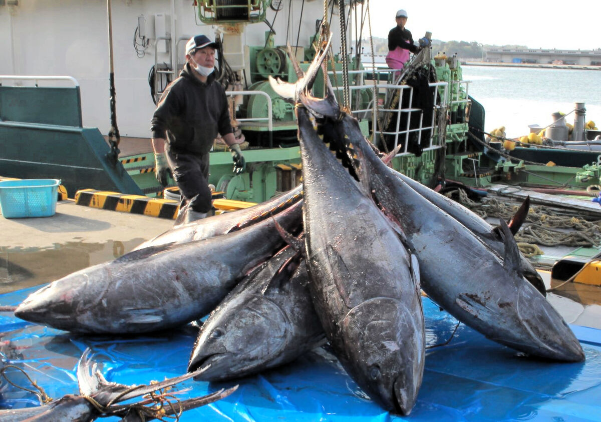 6【漁獲量日本一】 三崎港水揚げのバチマグロ赤身20kg 鮪 まぐろ お歳暮 お