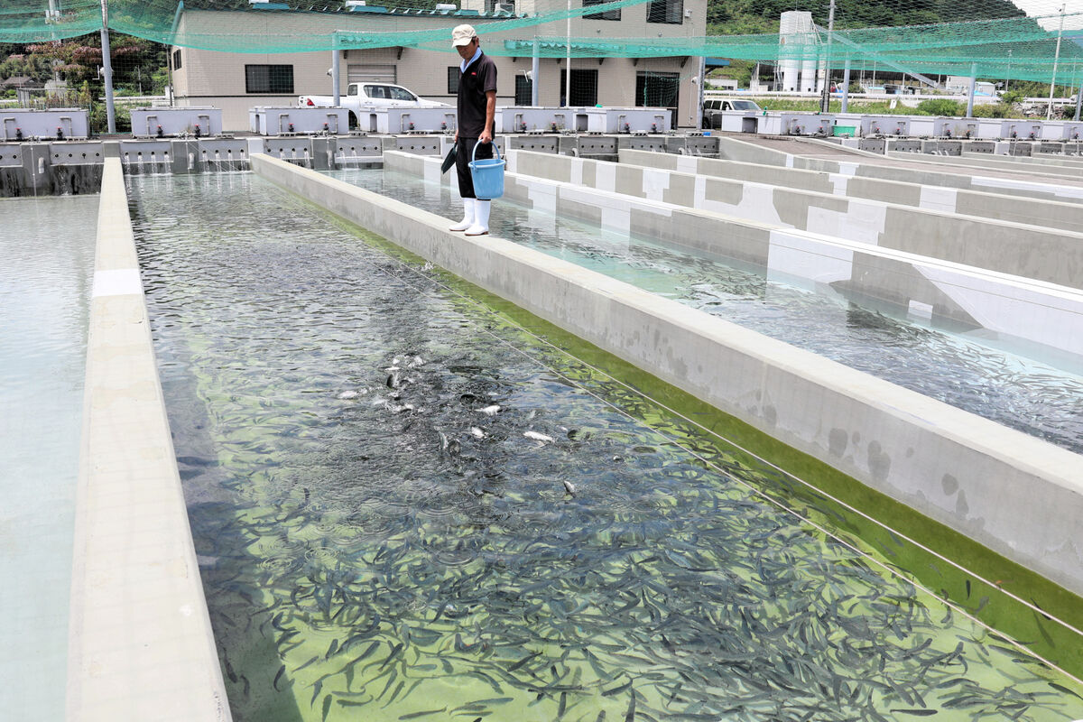 秋サケ不漁→養殖サケ・マス　岩手で遊休ふ化場を稚魚育成に活用