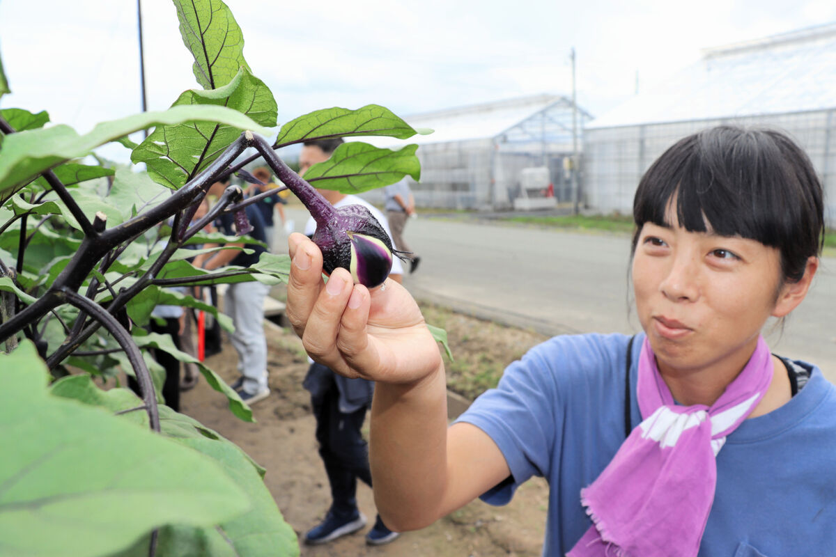 ナス新品種、食感パリッ!　山形県開発「N1号」25年度から作付け　小粒で皮柔らかく漬物向き