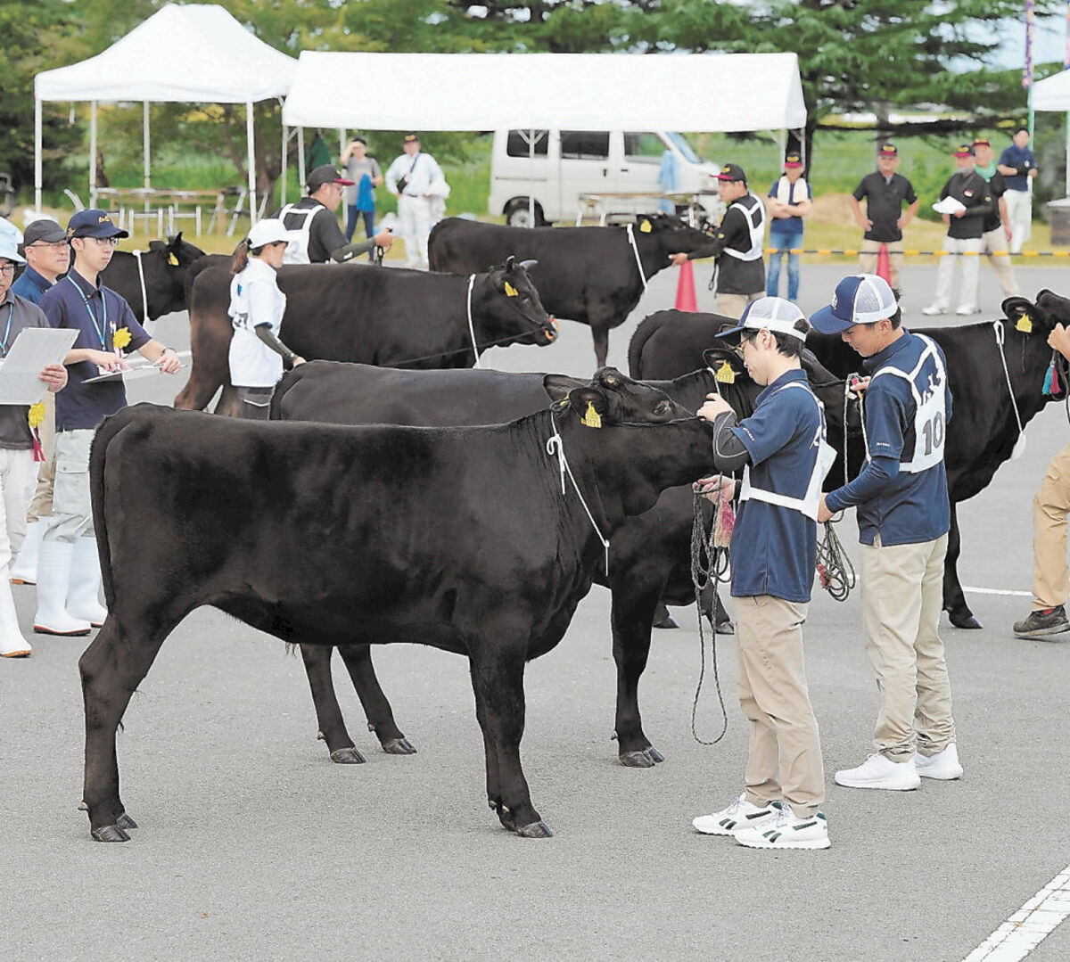 肉用牛62頭　成育ぶり競う　宮城・美里で総合畜産共進会