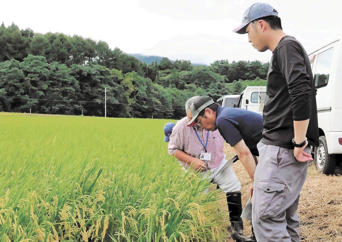 「いわてっこ」→「141号」　寒冷な岩手県北でコメ収量増目指し新品種に転換