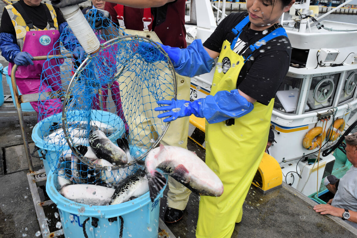 温暖化が影響!?　福島沖で急増のトラフグ　相馬双葉漁協、今季の漁も順調に滑り出し　