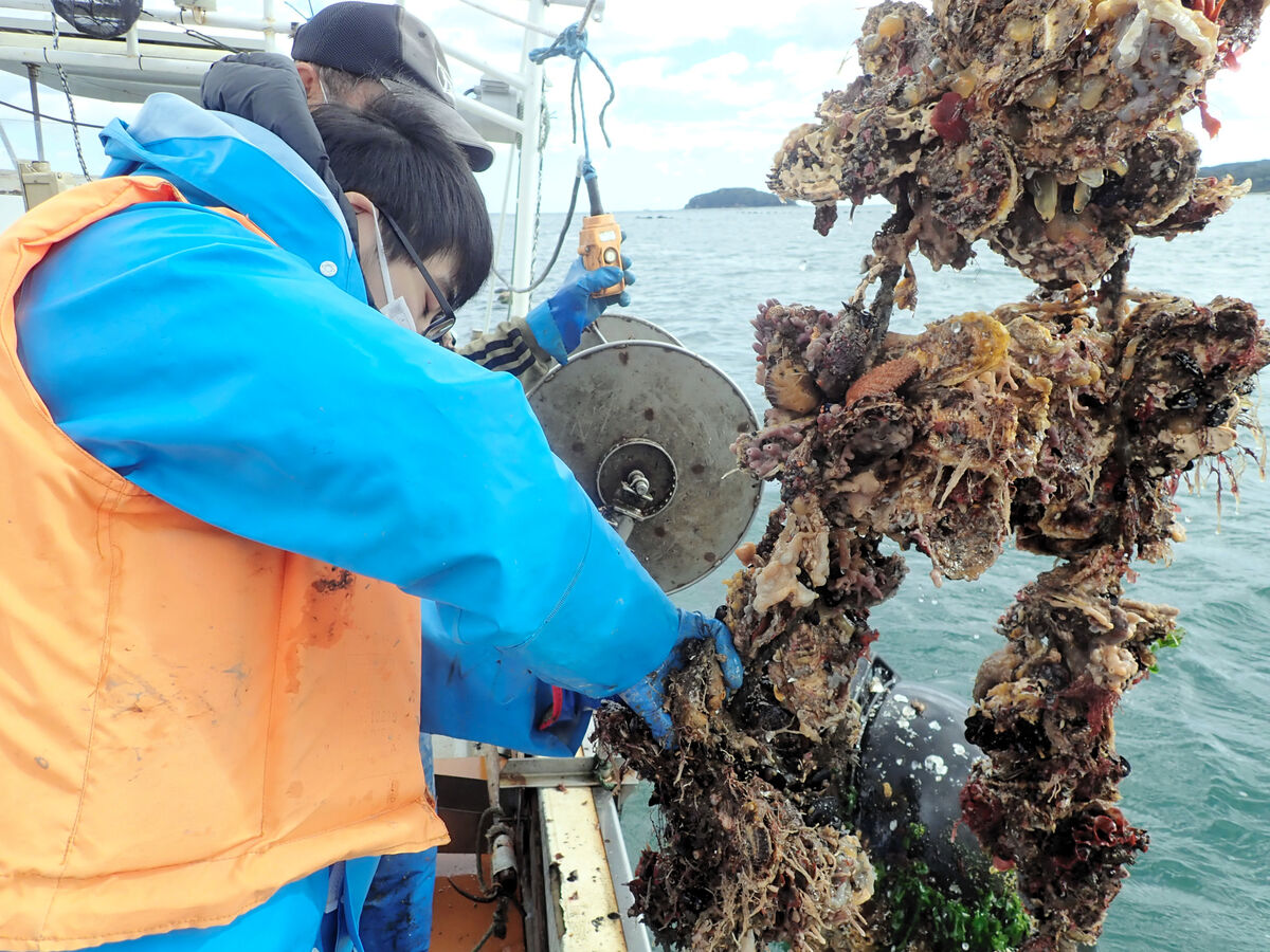 成育中のカキを60度の海水で熱し、海に戻す「漁師の知恵」　生産量増、品質向上…東北大が効果実証