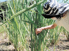 いしのまき食探見 ＞ マコモダケ 茎を食べるイネ科植物 | 河北新報オンライン