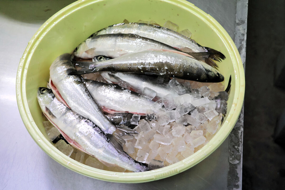 十和田湖の名産ヒメマスに異変　地引き網にたったの10匹　道の駅開業に水差す