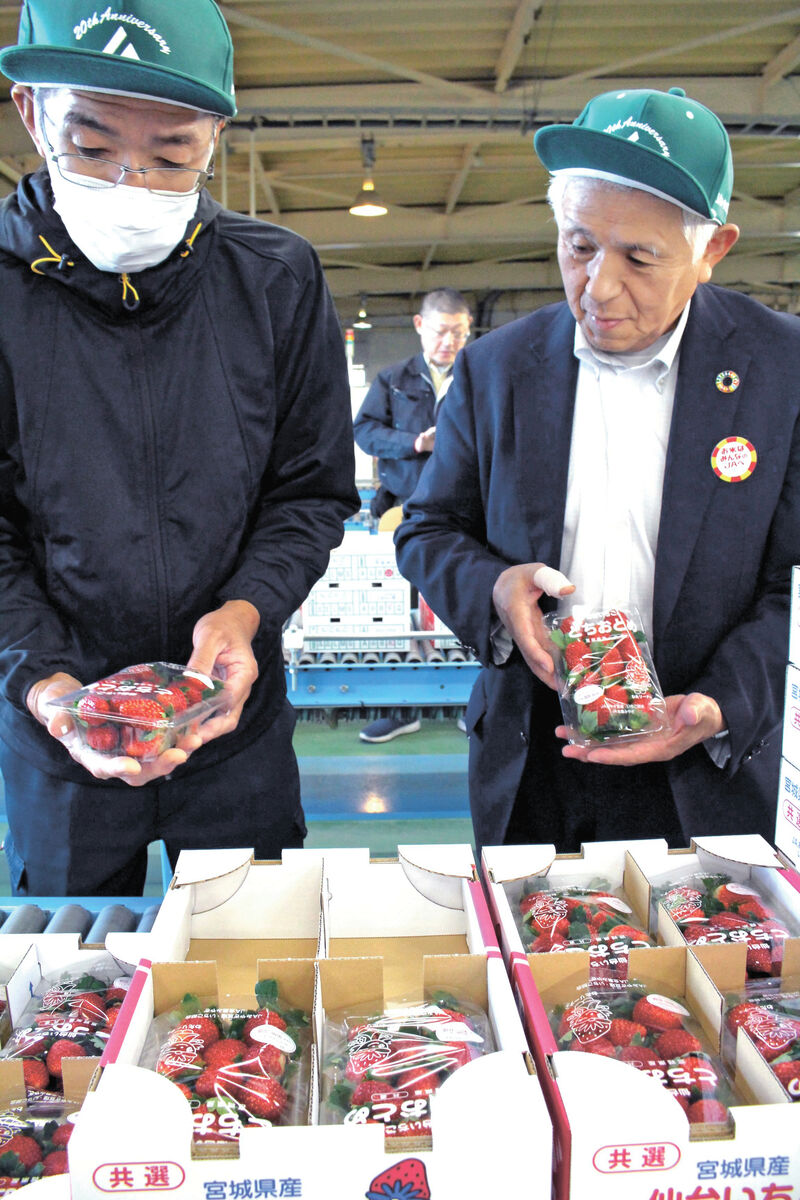 宮城・亘理と山元の特産「仙台いちご」甘さ充実　ＪＡみやぎ亘理、今季初出荷