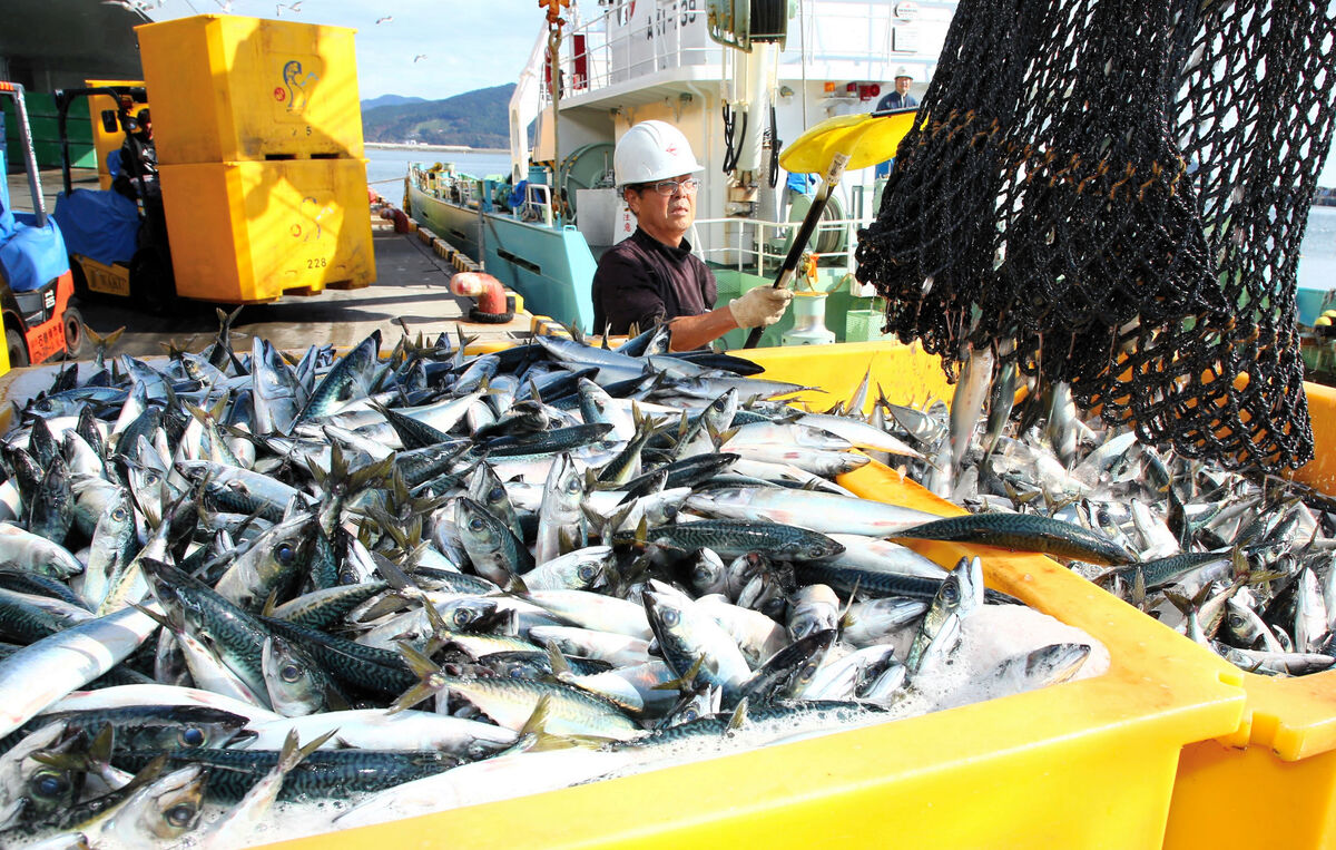 早っ!!「金華さば」シーズン到来　宮城・石巻魚市場が宣言　10月中は6年ぶり